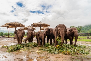 Taking a break from the bustle of the city, Michelle Wu went to an ethical elephant sanctuary, and got up close to its happy, healthy animals.