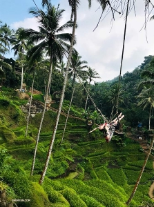 Diana Teng enjoying the thrill of Bali's incredible jungle swings.
